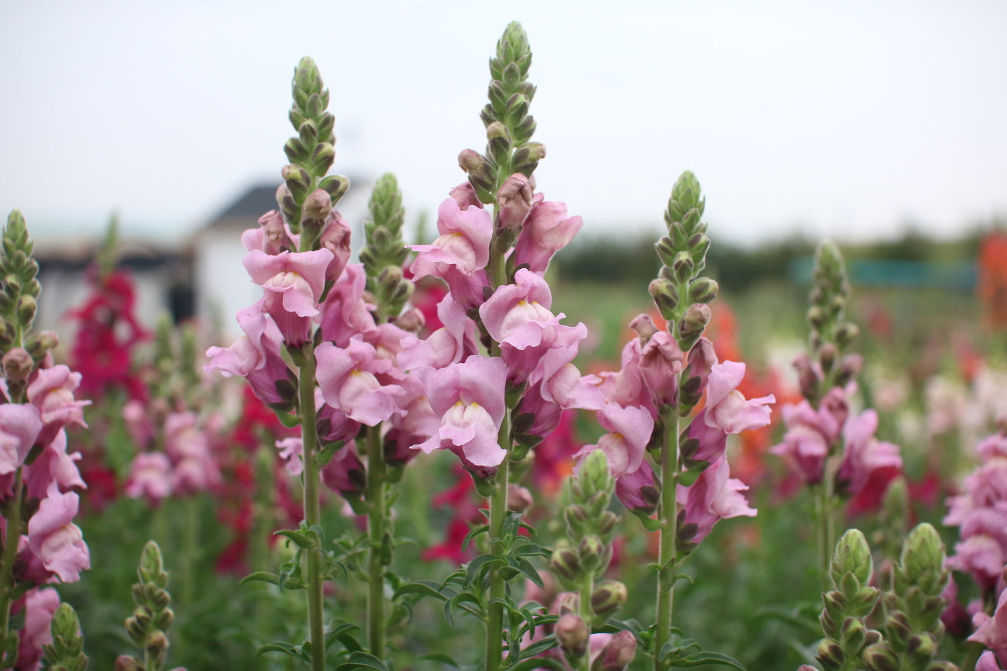 Snapdragon Seedlings