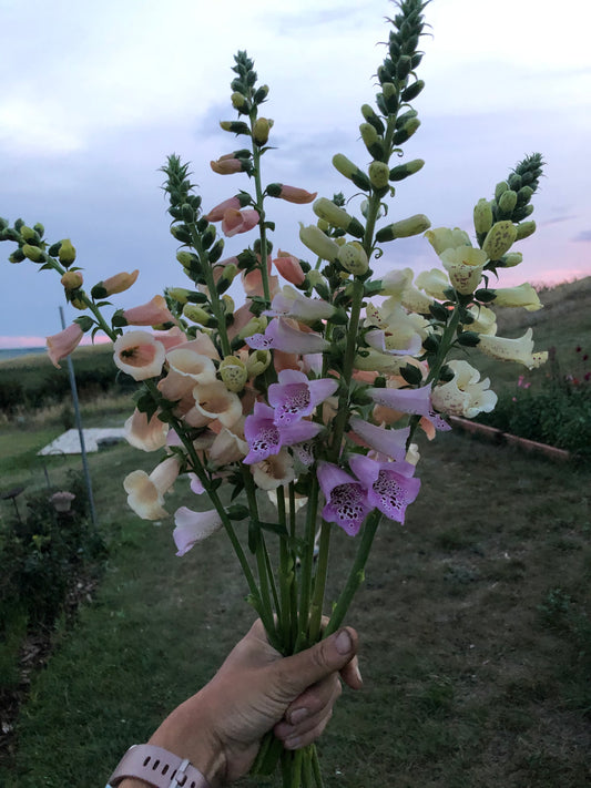 Foxglove Camelot Mix Seedlings