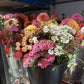 Zinnia - Giant Benary