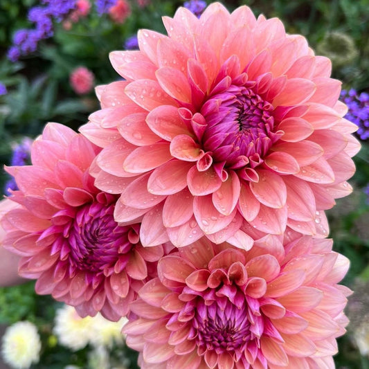 Dahlia Sweet Sanne *NEW*