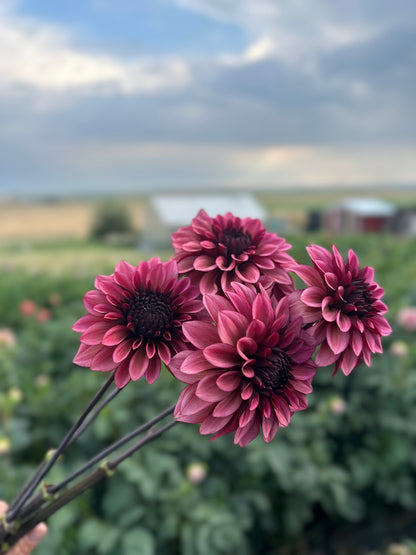Dahlias - Decorative Varieties