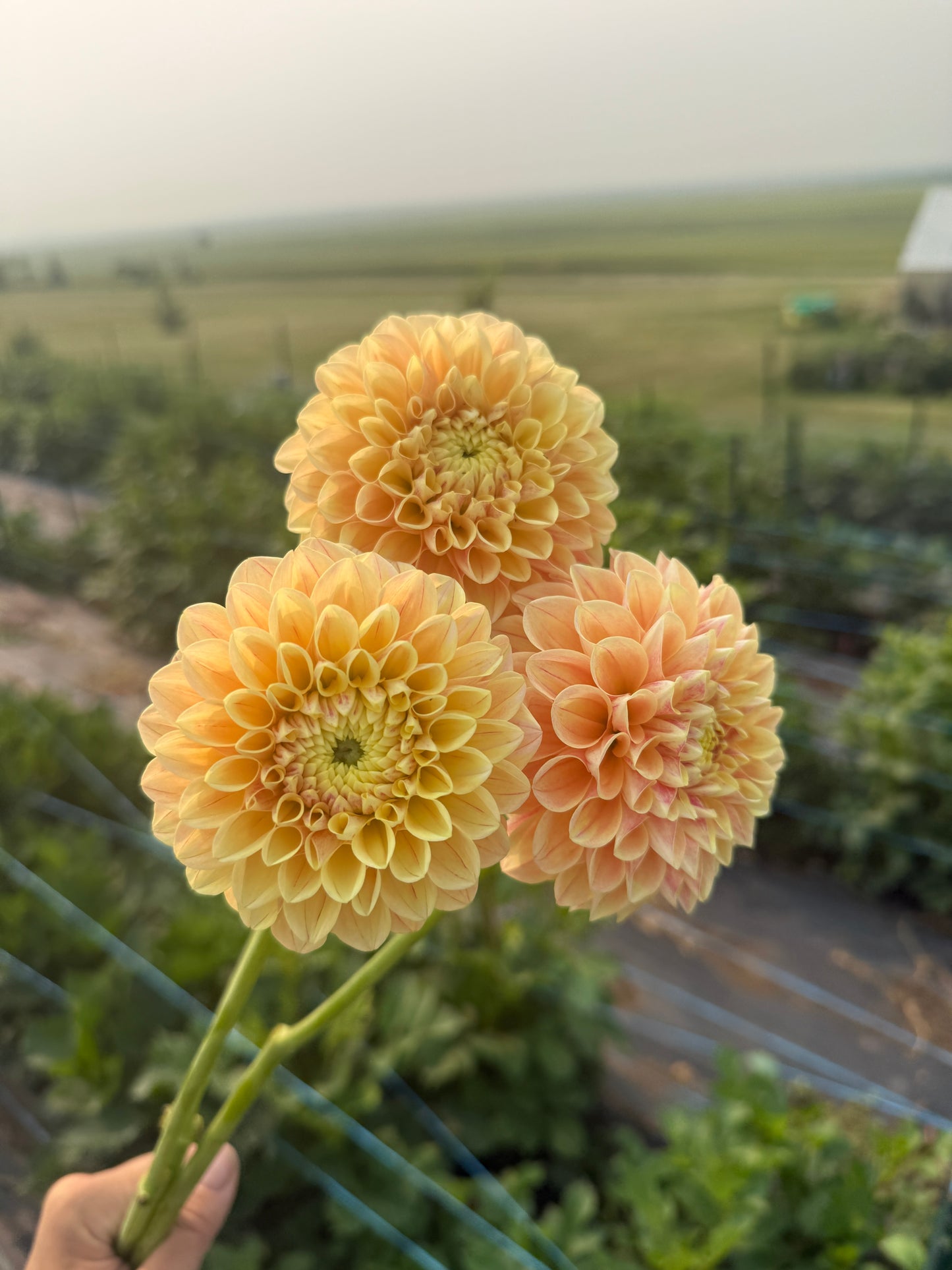 Dahlias - Ball Varieties