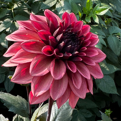 Dahlia Night Silence