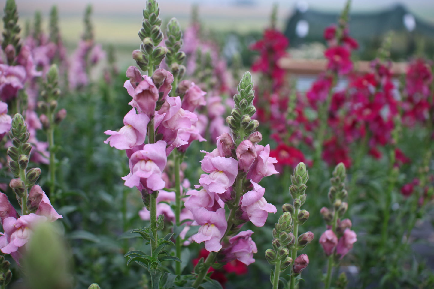 Snapdragon Seedlings