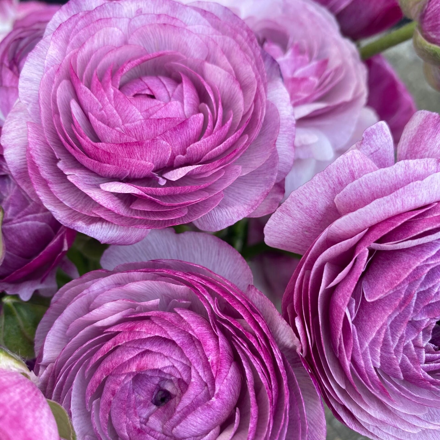 Ranunculus Purple Jean