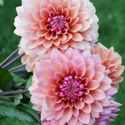 Dahlia Sweet Sanne *NEW*