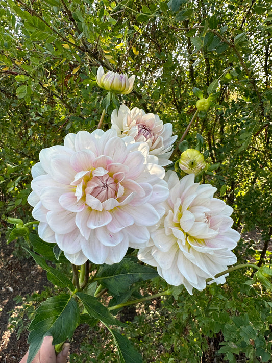 Dahlias - Water Lily Varieties