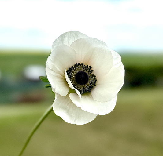 Anemone White