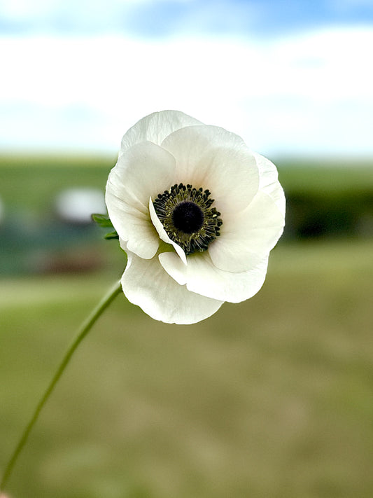 Anemone White