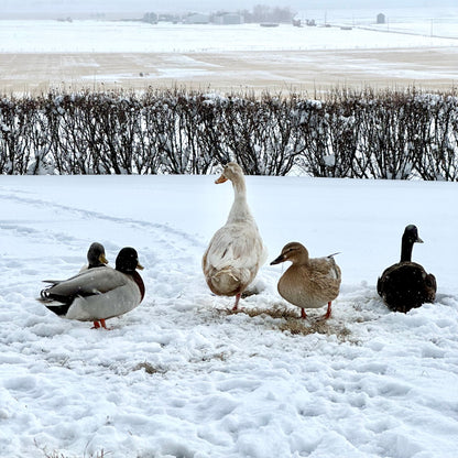 Duck Hatching Eggs