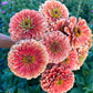 Zinnia - Giant Benary
