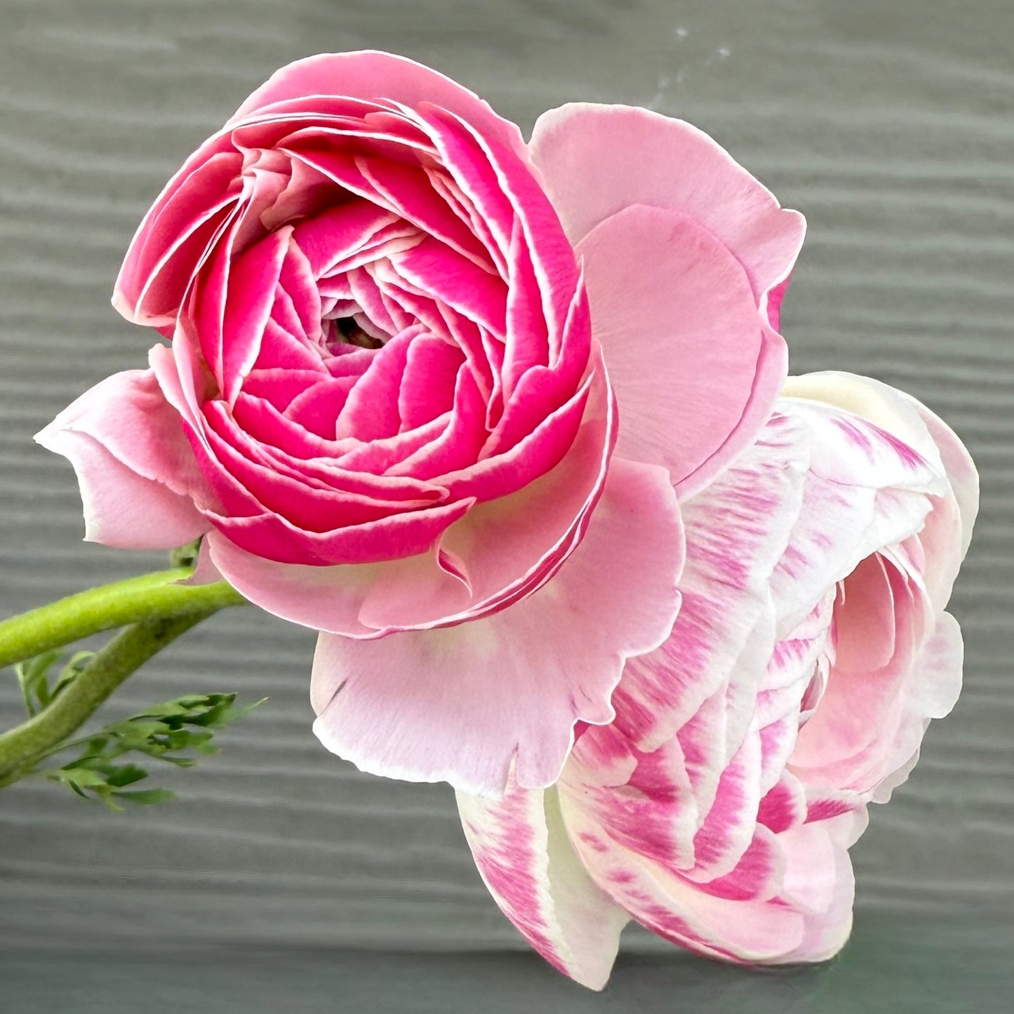 Ranunculus Porcelaine