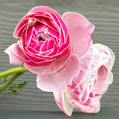Ranunculus Porcelaine
