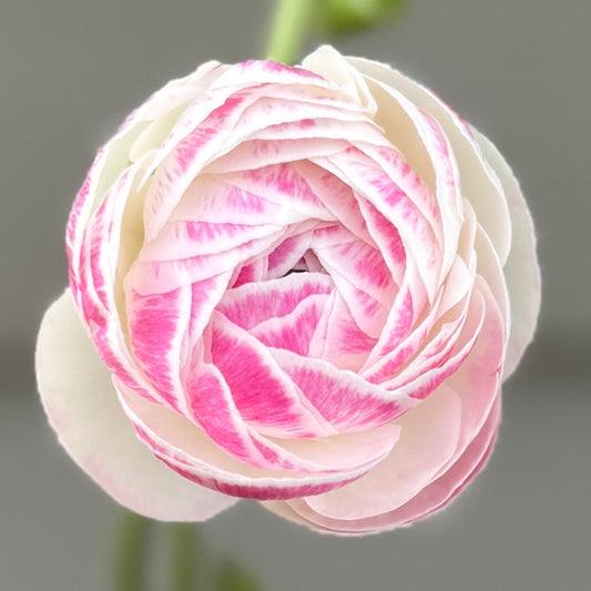 Ranunculus Porcelaine