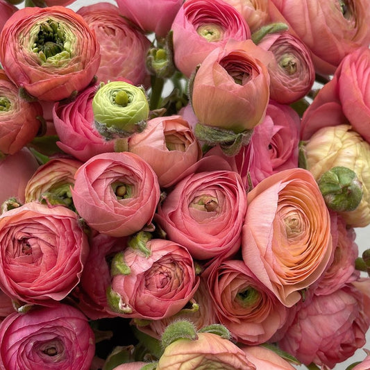 Ranunculus Pastel Mix