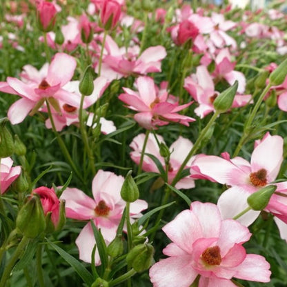 Ranunculus Butterfly™ Lycia®