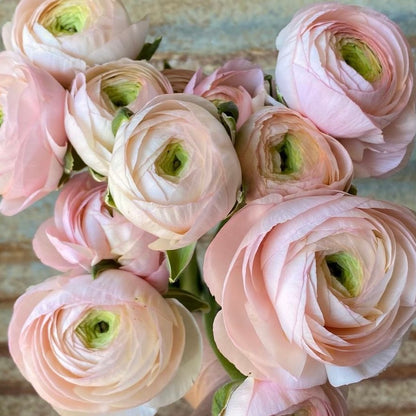 Ranunculus Clone Ginette