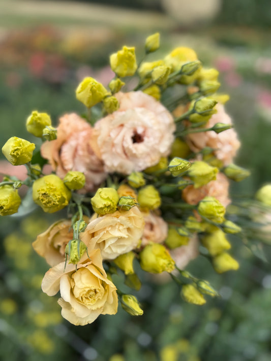Lisianthus - Voyage 2 Apricot