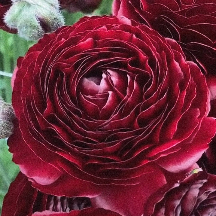 Ranunculus Romance™️ Perigord®️