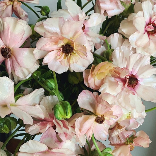 Ranunculus Butterfly™ Melissa®