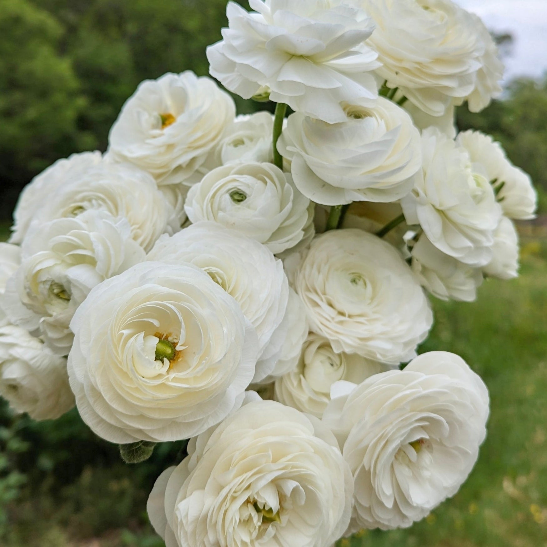Clone Ranunculus Ranunculus Half Clone Iceberg – Sarah's Cut Flowers