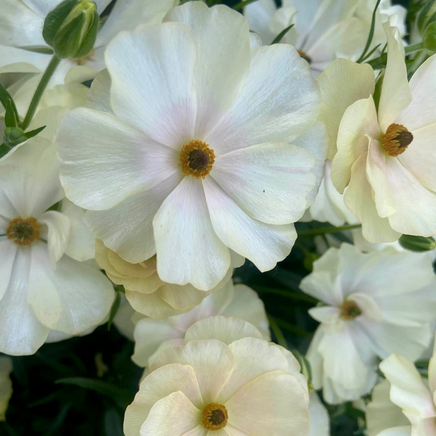 Ranunculus Butterfly™ Keramos®