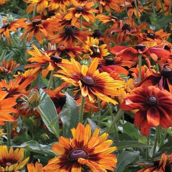 Rudbeckia Cappuccino