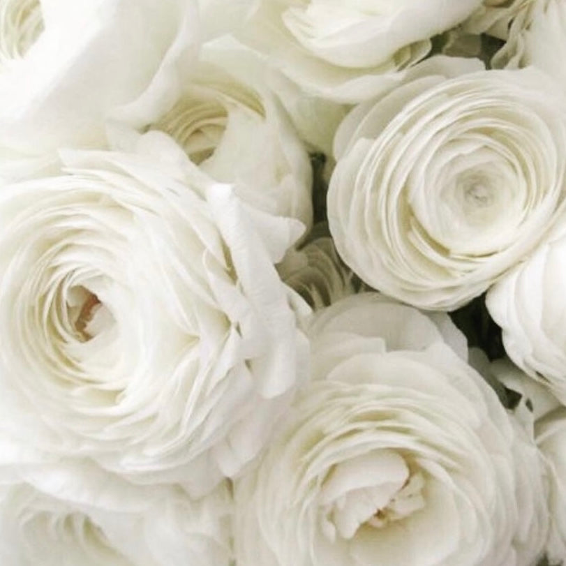 Ranunculus White