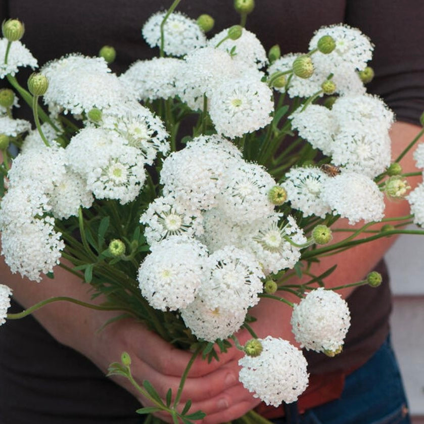 Didiscus Lace Flower