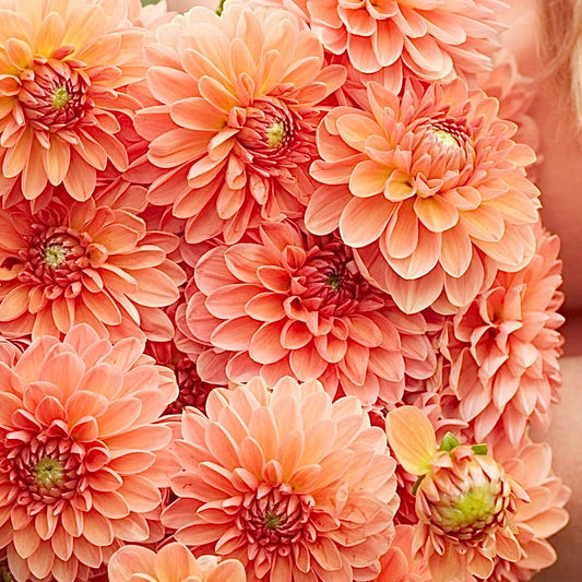 Dahlia Orange Favourite *NEW*