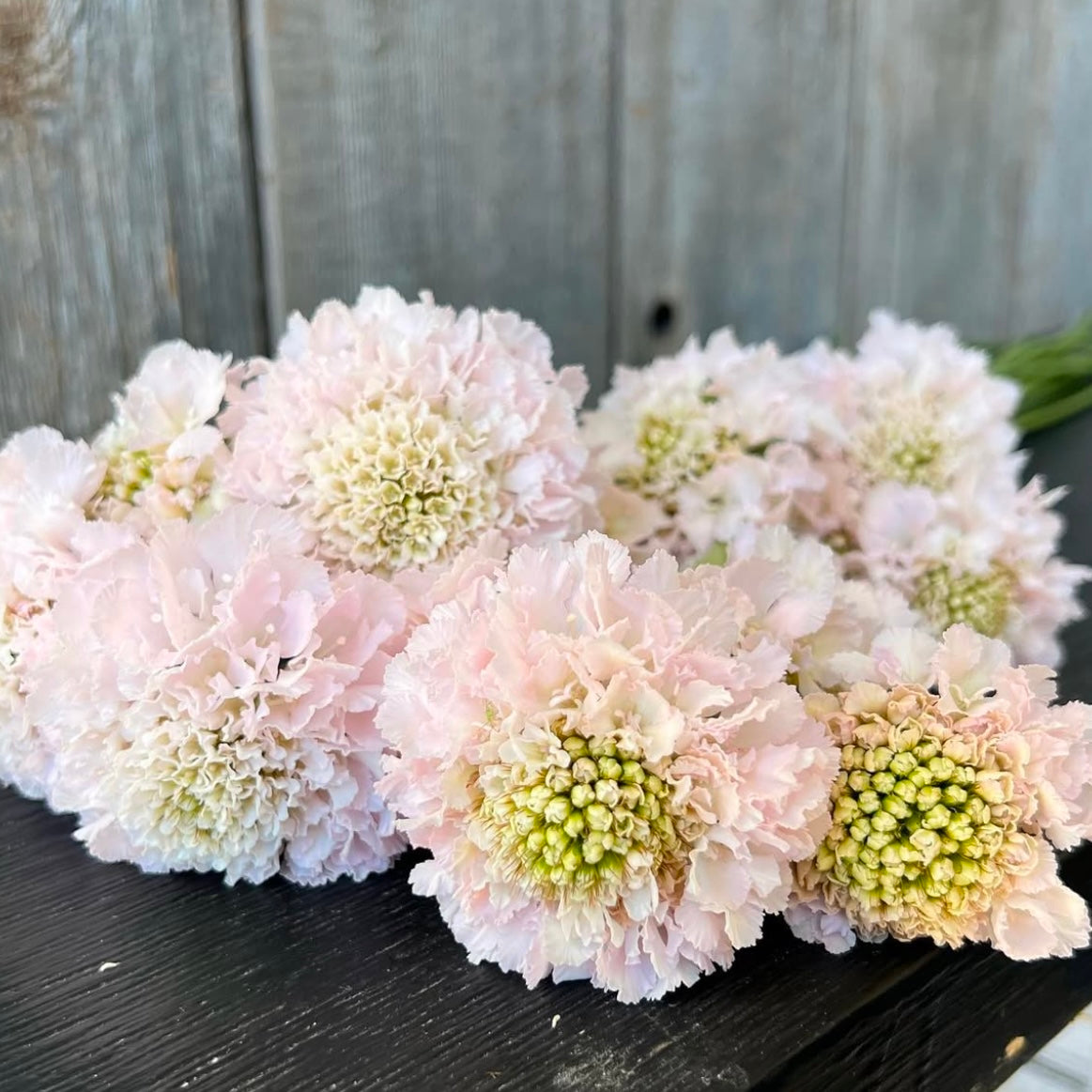 Scabiosa BonBon Scoop™ French Vanilla