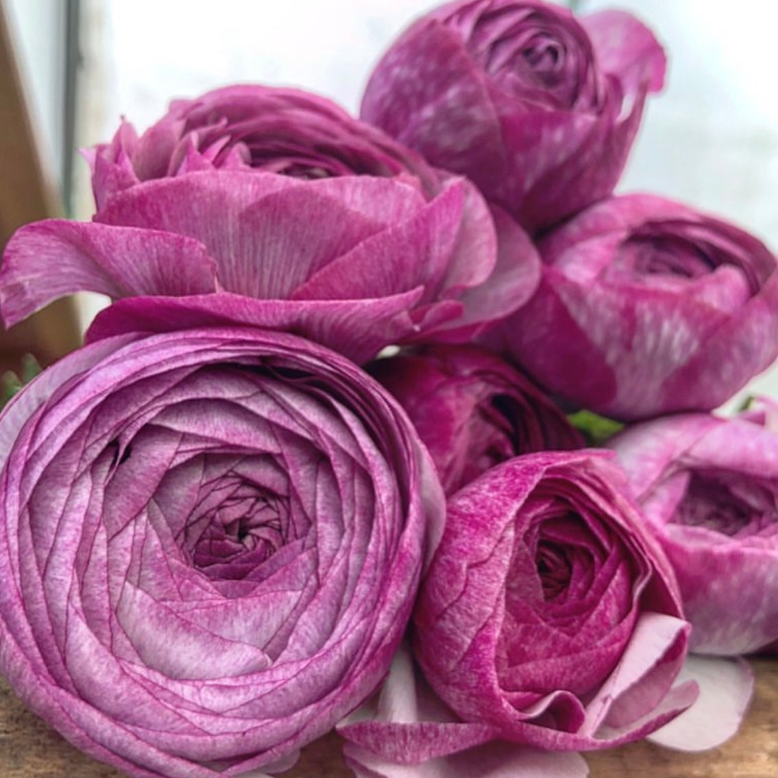 Ranunculus Purple Jean