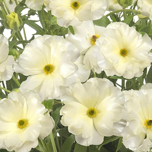 Ranunculus Butterfly™ Graces®