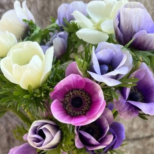 Anemone Carmel Pastel Mix