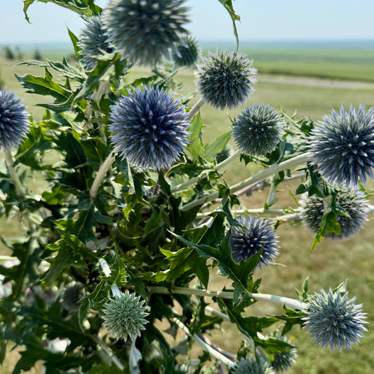 Echinops