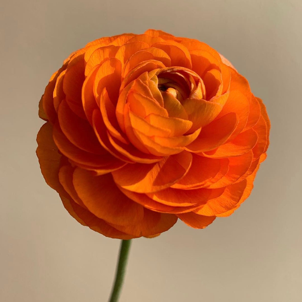 Ranunculus Orange