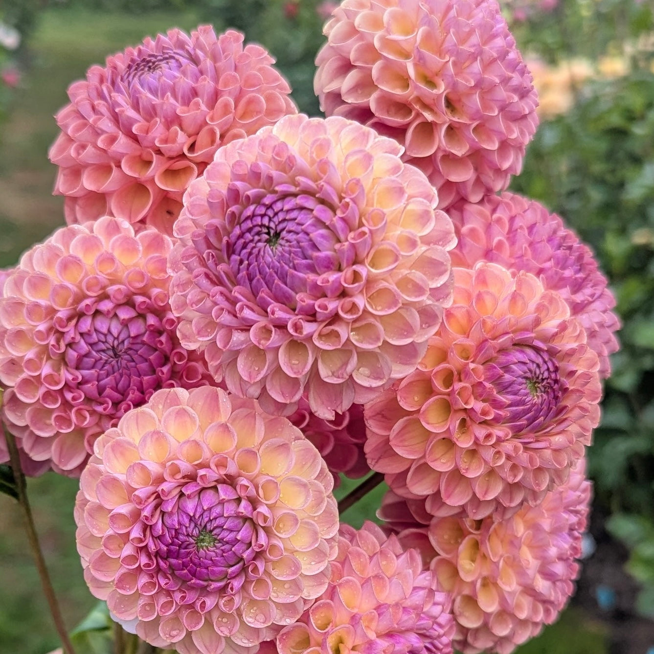 Dahlias - Ball Varieties