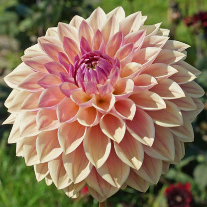 Dahlia Dusty Beauty *NEW*