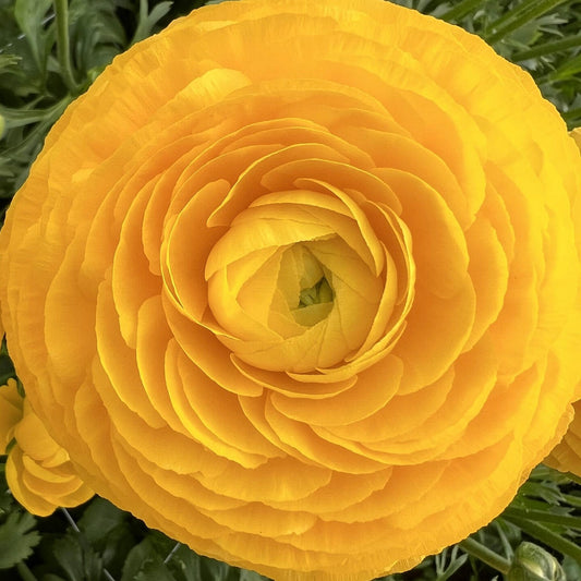 Ranunculus Half Clone Pergold