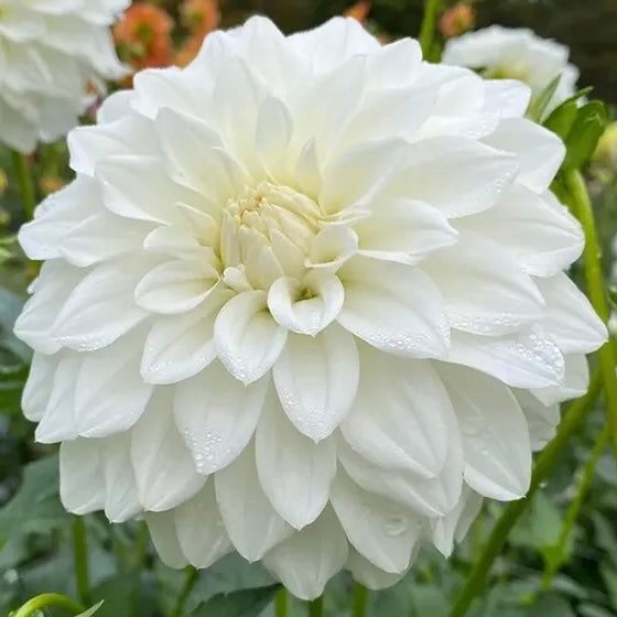 Dahlia White Love *NEW*