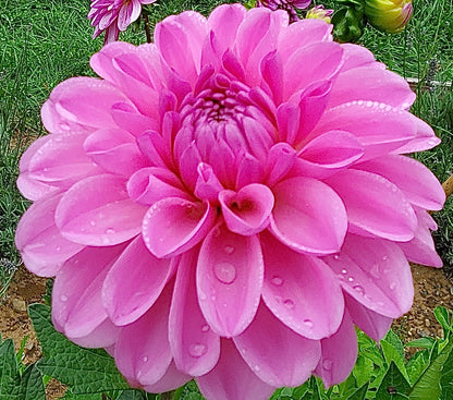 Dahlia Pink Pop *NEW*