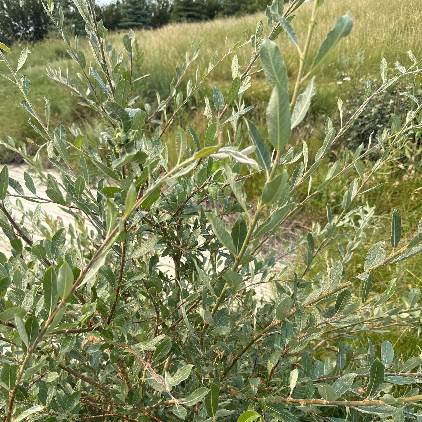 Prairie Willow