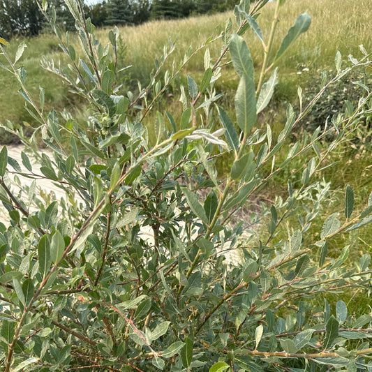 Prairie Willow
