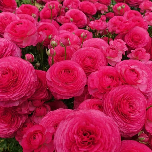 Ranunculus Romance™️ Mercury®️