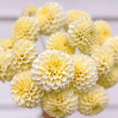 Dahlias - Pompon Varieties