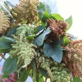 Amaranth
