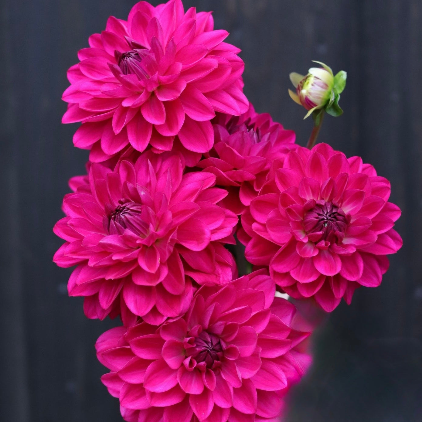 Dahlia Candy Time *NEW*