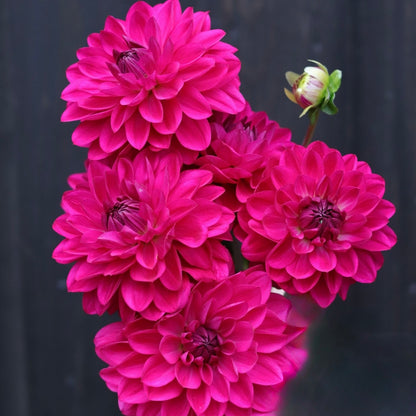 Dahlias - Decorative Varieties