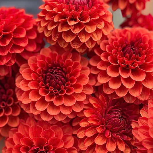 Dahlia Brown Sugar *NEW*