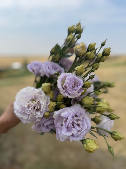 Lisianthus - Sugoi 1 Lavender Ice